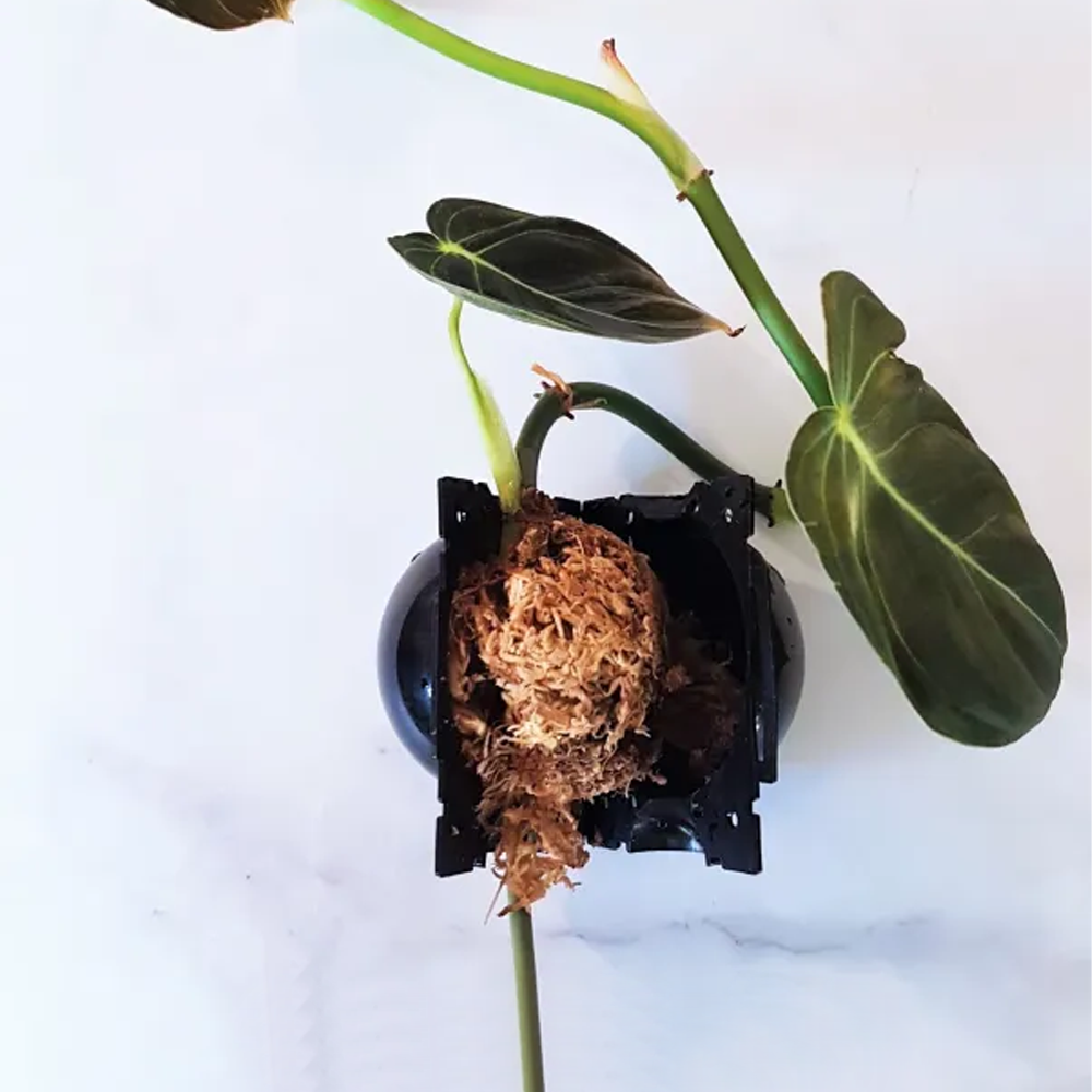 Plant Root Growing Box