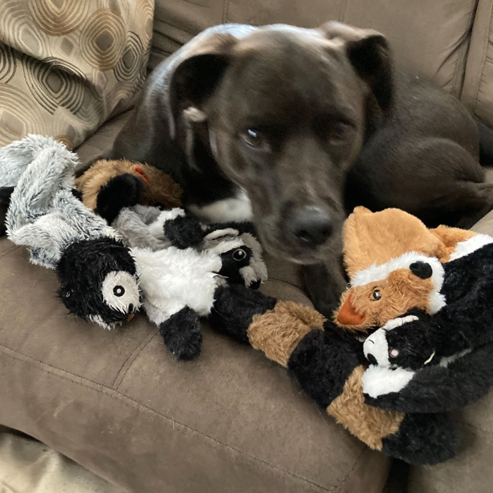 Playful Stuffing-Free Dog Toy: Squeaky, Durable, and Fun!