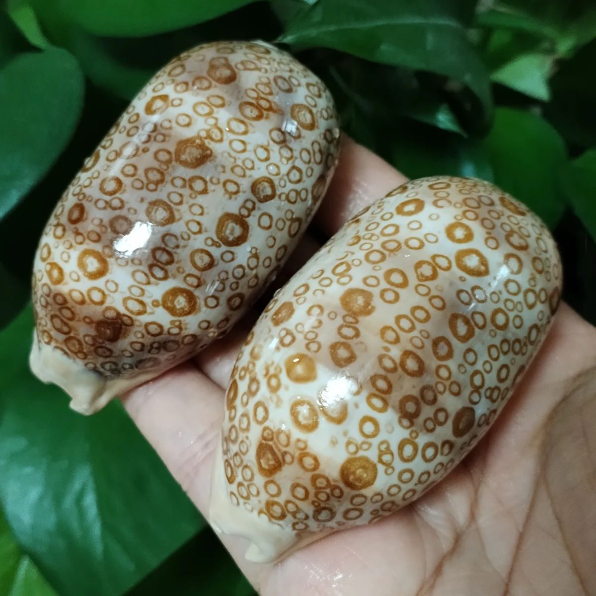 Natural Eyed Cowrie Shell Set Aquarium Decor