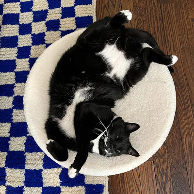 Ultimate Comfort for Cats: Beds, Blankets, and Cozy Spaces