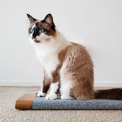 Keep Cats Active: Scratching Boards and Play Essentials