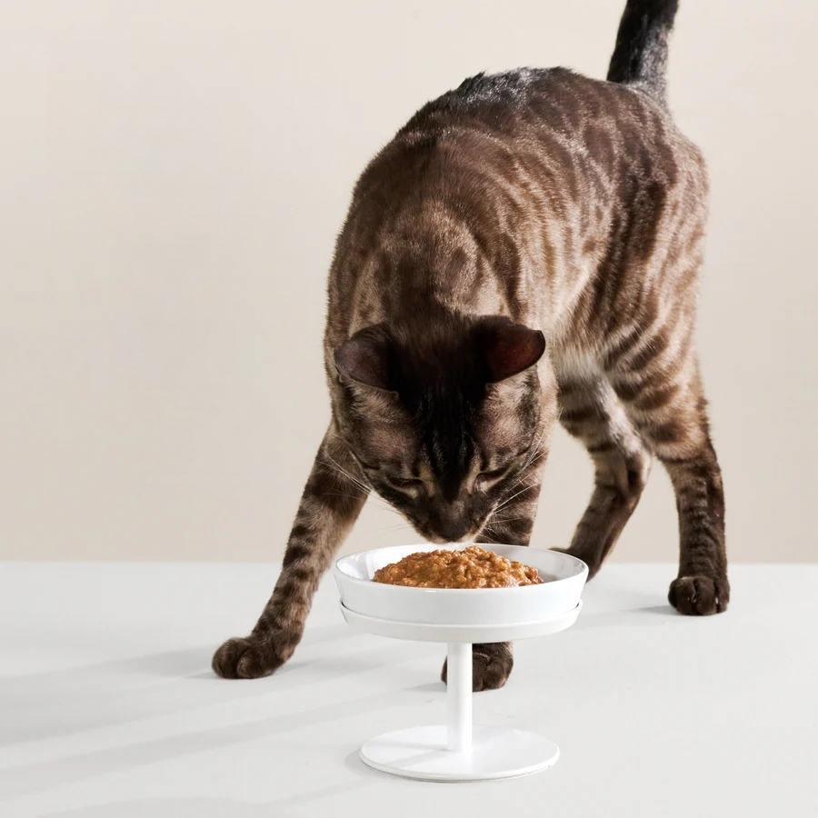 Hygienic Feeding Made Simple: Bowls, Mats, and Organization